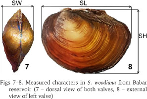 https://www.foliamalacologica.com/f/fulltexts/194186/FM-32-022-g004_min.jpg