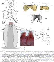 https://www.foliamalacologica.com/f/fulltexts/199484/FM-33-003-g008_min.jpg